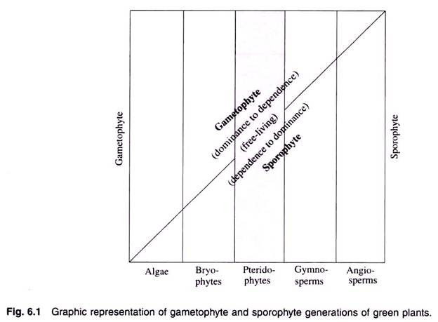 Gametophyte and Sporophyte Generations of Green Plants