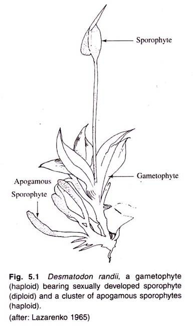 Structure and Maturity of Apogamous Sporophytes