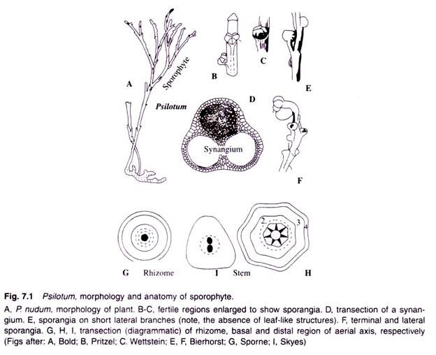 Psilotum, Morphology and Anatomy of Sporophyte