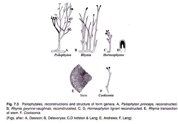 Psilophytales, Reconstructions and Structure of Form Genera