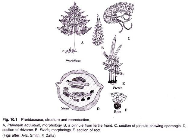 Structure and Reproduction of Preridacease