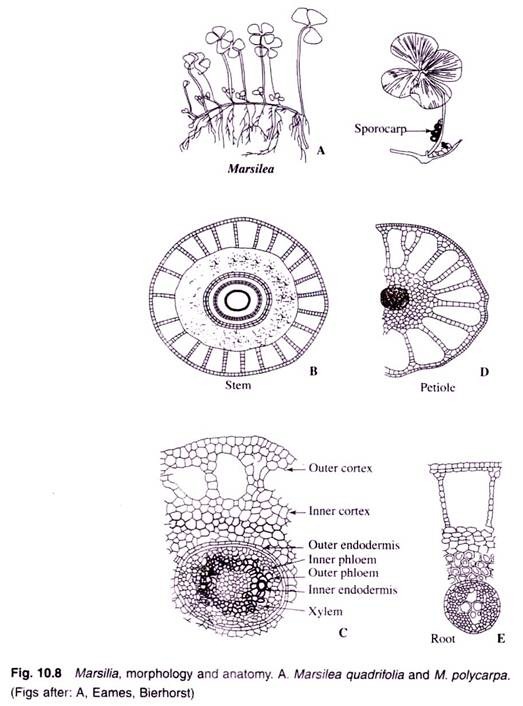 Morphology and Anatomy of Marsilia