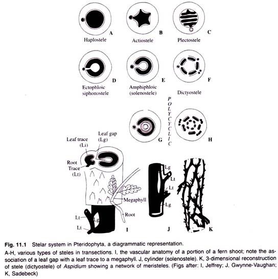 Stelar System in Pteridophyta