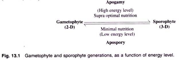 Gametophyte and Sporophyte Generations as a Function of Energy Level