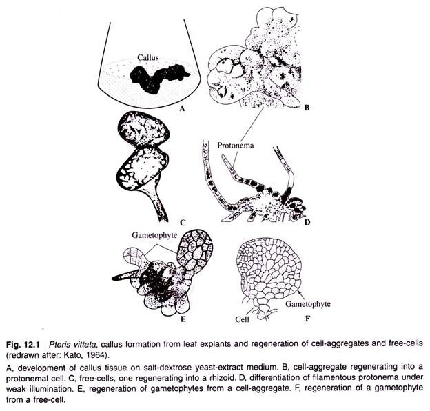 Pteris Vittata- Callus Formation from Leaf Explants and Regeneration of Cell-Aggeregates