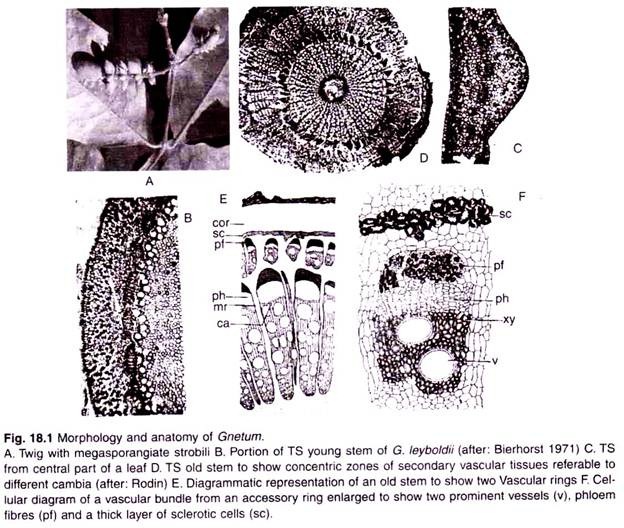 Morphology and Anatomy of Gnetum