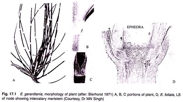 E.gerardiania, Morphology of Plant 