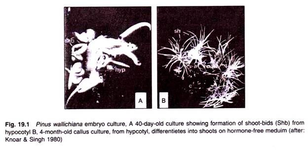 Pinus Wallichiana Embryo Culture