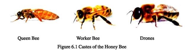 Castes of Honey Bee