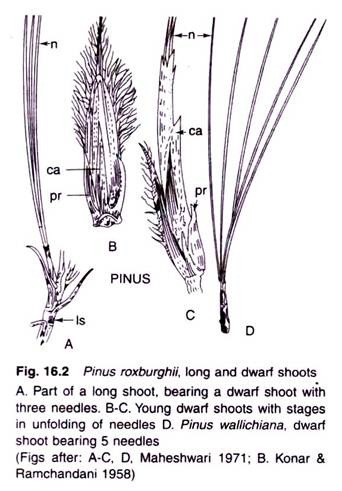 Pinus Roxburghii, Long and Dwarf Shoots