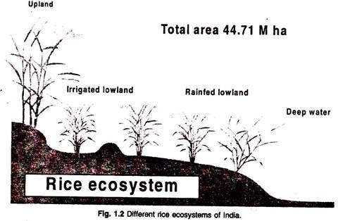 Different Rice Ecosystems of India