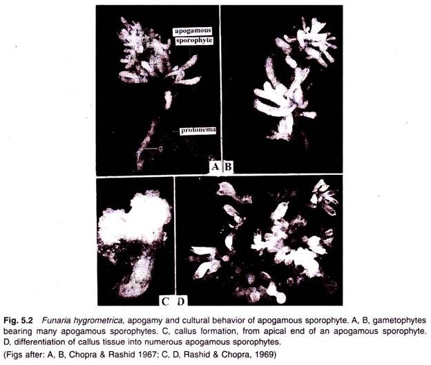 Funaria Hygrometrica, Apogamy and Cultural Behavior of Apogamous Sporophyte