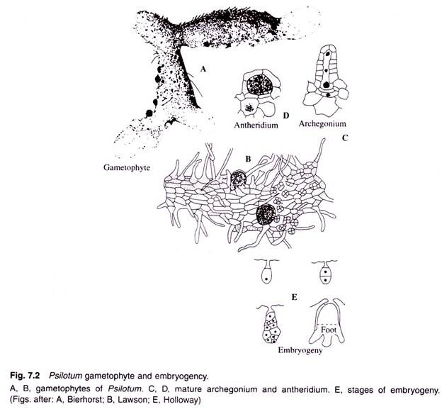 Psilotum Gametophyte and Embryogency