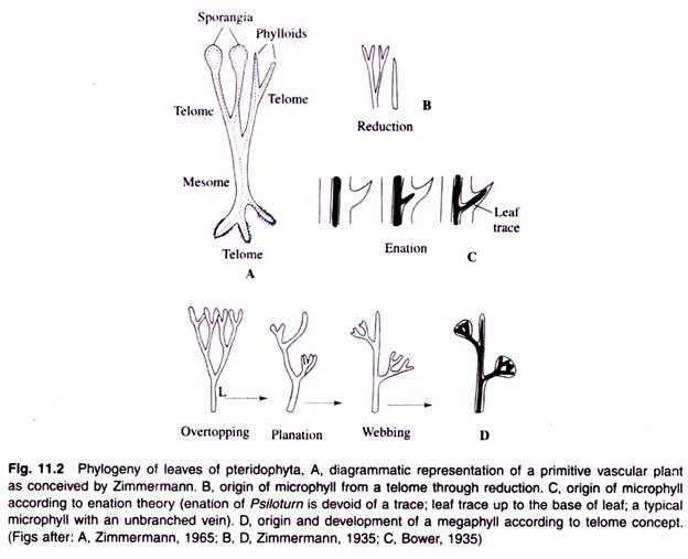 Phylogeny of Leaves of Pteridophyta