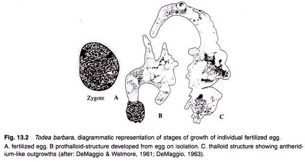 Stages of Growth of Individual Fertillized Egg