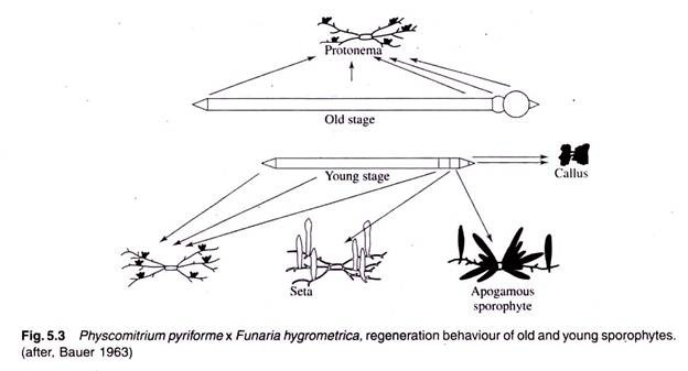 Physcomitrium Pyriforme x Funaria Hygrometrica