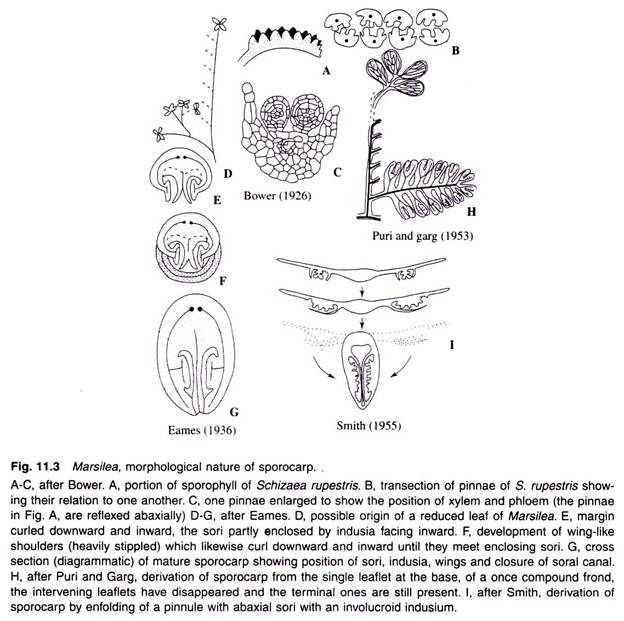 Morphological Nature of Sporocarp of Marsilea