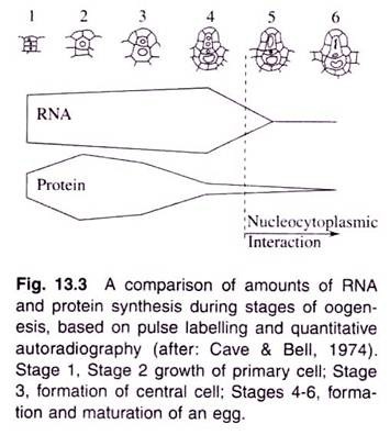 A Comparison of Amounts of RNA and Protein Synthesis during Stages of Oogenesis based on Pulse Labelling and Quantitative Autoradiography