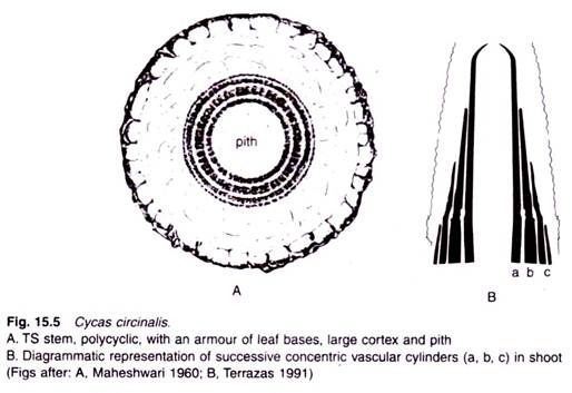 Cycas Circinalis