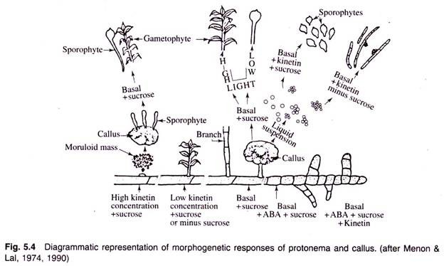 Morphogenetic Responses of Protonema and Callus