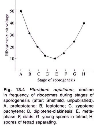 Pteridium Aquilinum, decline in frequency of Ribosomes during Stages of Sporogenesis