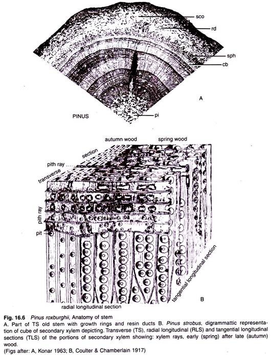 Pinus Roxburghii, Anatomy of Stem