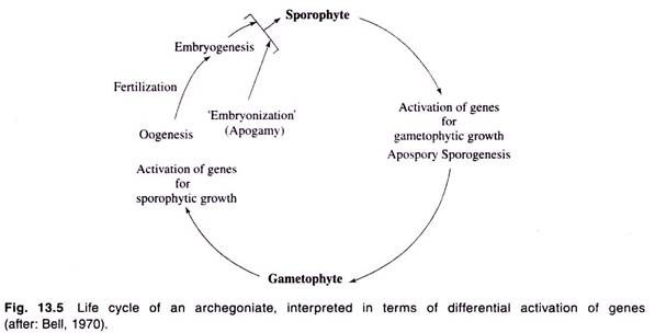 Life Cycle of an Archegoniate, Interpreted in Terms of Differential Activation of Genes 