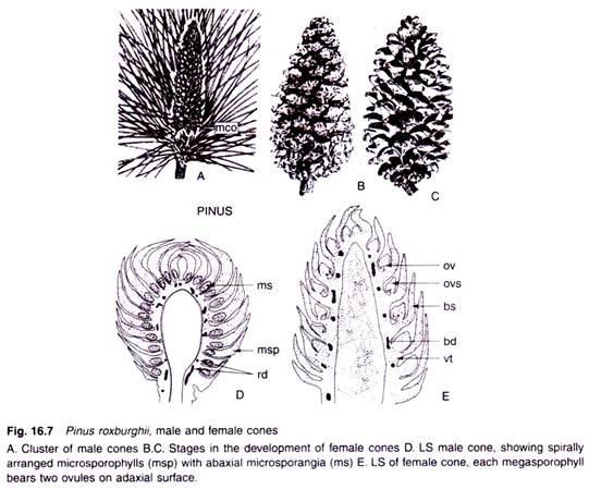 Pinus Roxburghii, Male and Female Cones 