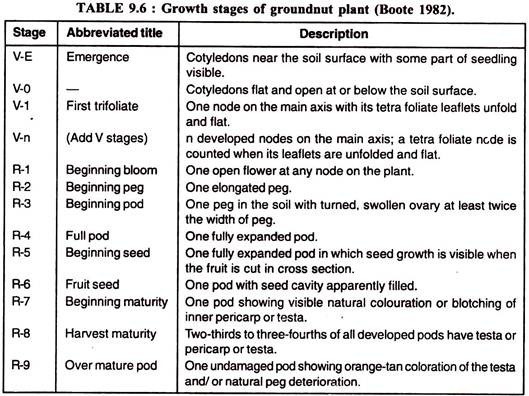 Growth stages of groundnut plant