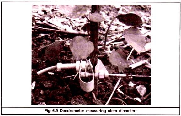 Dendrometer Measuring Stem Diameter