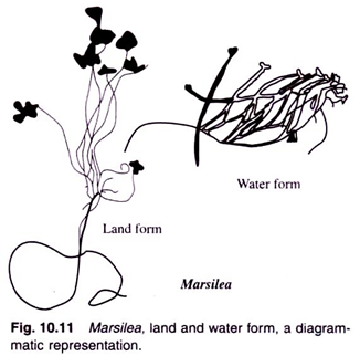 Diagramatic Representation of Marsilea, Land and Water Form