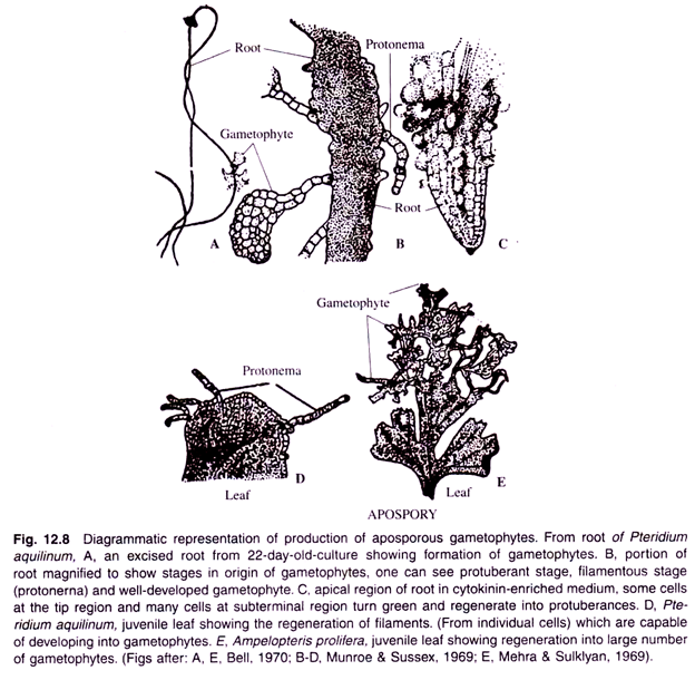 Production of Aposporous Gametophytes