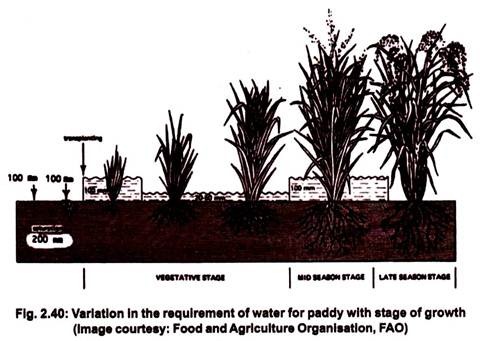 Variation in the requirement of Water for Paddy